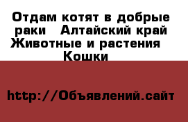 Отдам котят в добрые раки - Алтайский край Животные и растения » Кошки   